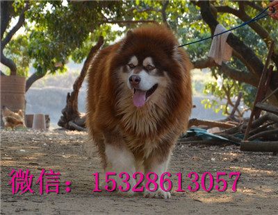 海南州阿拉斯加雪橇犬出售纯种阿拉斯加多少钱阿拉斯加图片健康阿拉斯加