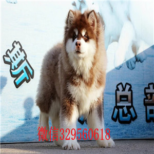 汕头哪里有卖阿拉斯加犬熊版阿拉斯加阿拉斯加图片赛级阿拉斯加