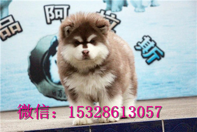 海南州阿拉斯加雪橇犬出售纯种阿拉斯加多少钱阿拉斯加图片健康阿拉斯加