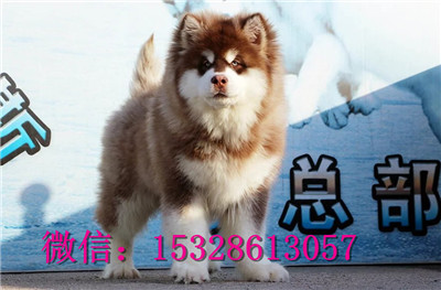 莱芜哪里有卖阿拉斯加灰桃阿拉斯加多少钱阿拉