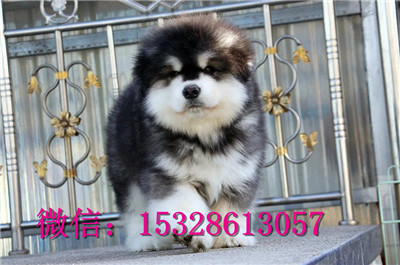 鹤岗1哪里的阿拉斯加健康红十字阿拉斯加价格阿拉斯加图片阿拉斯加犬舍