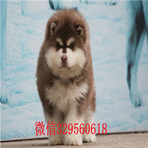 佛山哪里能买到阿拉斯加巨型阿拉斯加阿拉斯加