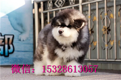 滨州哪里能买到纯种阿拉斯加巨型大骨架阿拉斯加价格双血统阿拉斯加幼犬阿拉斯加雪橇犬幼犬