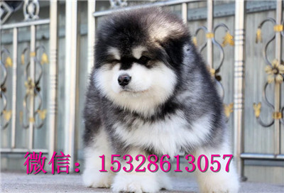 鹤岗1哪里的阿拉斯加健康红十字阿拉斯加价格阿拉斯加图片阿拉斯加犬舍