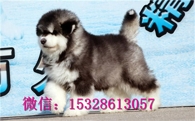 滨州哪里能买到纯种阿拉斯加巨型大骨架阿拉斯加价格双血统阿拉斯加幼犬阿拉斯加雪橇犬幼犬