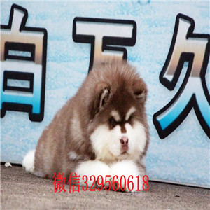 汕头哪里有卖阿拉斯加犬熊版阿拉斯加阿拉斯加图片赛级阿拉斯加