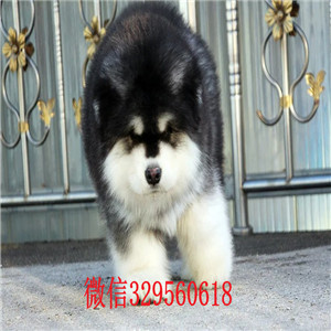 铁岭阿拉斯加犬出售黑色阿拉斯加阿拉斯加价格