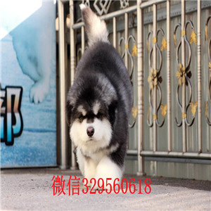 聊城哪里有卖阿拉斯加犬红色阿拉斯加阿拉斯加