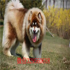 呼和浩特哪里有卖阿拉斯加犬熊版阿拉斯加阿拉