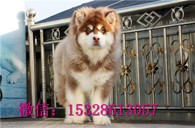 日照哪里能买到纯种阿拉斯加红十字阿拉斯加价格巨型阿拉斯加图片阿拉斯加犬舍