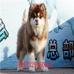 汕头哪里有卖阿拉斯加犬熊版阿拉斯加阿拉斯加图片赛级阿拉斯加