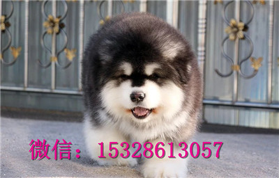 海南州阿拉斯加雪橇犬出售纯种阿拉斯加多少钱阿拉斯加图片健康阿拉斯加