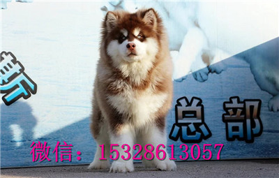 日照哪里能买到纯种阿拉斯加红十字阿拉斯加价格巨型阿拉斯加图片阿拉斯加犬舍