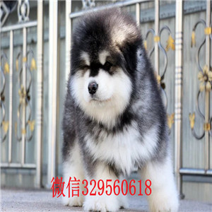 平顶山哪里能买到阿拉斯加黑色阿拉斯加阿拉斯