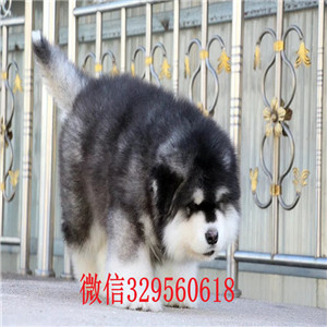 怒江阿拉斯加犬出售红色阿拉斯加阿拉斯加狗场