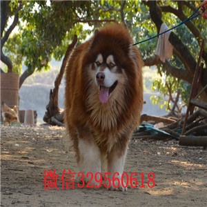 日照阿拉斯加犬出售巨型阿拉斯加阿拉斯加价格