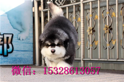 襄樊哪里的阿拉斯加健康巨型大骨架阿拉斯加价