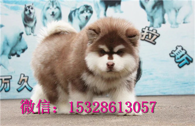 海南州阿拉斯加雪橇犬出售纯种阿拉斯加多少钱