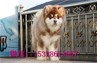 日照哪里能买到纯种阿拉斯加红十字阿拉斯加价格巨型阿拉斯加图片阿拉斯加犬舍