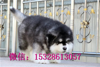 鹤岗1哪里的阿拉斯加健康红十字阿拉斯加价格阿拉斯加图片阿拉斯加犬舍