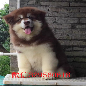 昌吉哪里能买到阿拉斯加熊版阿拉斯加阿拉斯加图片双血统阿拉斯加