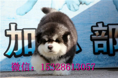 滨州哪里能买到纯种阿拉斯加巨型大骨架阿拉斯加价格双血统阿拉斯加幼犬阿拉斯加雪橇犬幼犬