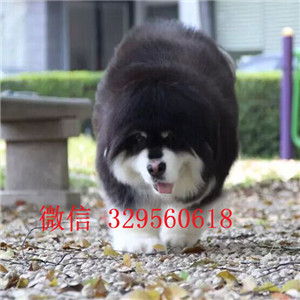  甘孜哪里出售阿拉斯加幼犬甘孜哪里能买到健康的阿拉斯加狗狗甘孜纯种阿拉斯加