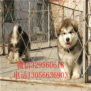  鄂尔多斯本地犬舍阿拉斯加阿拉斯加图片熊版阿拉斯加多少钱黑色阿拉斯加犬