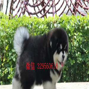 佛山阿拉斯加幼犬阿拉斯加狗场犬舍熊版阿拉斯加多少钱红色阿拉斯加犬