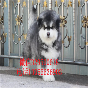  廊坊哪里有卖阿拉斯加十字脸巨型阿拉斯加幼犬巨型阿拉斯加长大多大灰色阿拉斯加