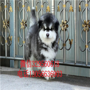  廊坊哪里有卖阿拉斯加十字脸巨型阿拉斯加幼