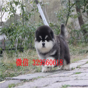  汕头出售十字脸大骨骼阿拉期加幼犬，纯种大骨骼桃脸精品阿拉期加，灰色红色阿拉期加