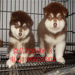  日照哪里有卖阿拉斯加阿拉斯加图片阿拉斯加