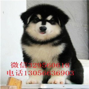  鄂尔多斯本地犬舍阿拉斯加阿拉斯加图片熊版