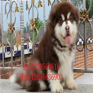  鄂尔多斯本地犬舍阿拉斯加阿拉斯加图片熊版阿拉斯加多少钱黑色阿拉斯加犬