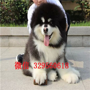  甘孜哪里出售阿拉斯加幼犬甘孜哪里能买到健