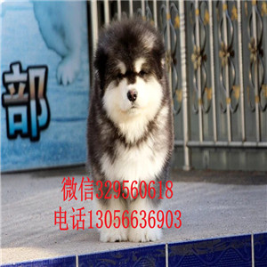  长治哪里有卖阿拉斯加幼犬大骨架大毛量 阿拉