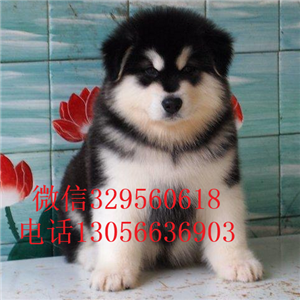  松原哪里有熊版阿拉斯加卖阿拉斯加图片熊版