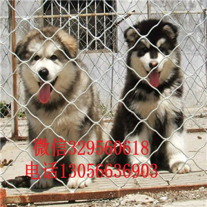  鄂尔多斯本地犬舍阿拉斯加阿拉斯加图片熊版阿拉斯加多少钱黑色阿拉斯加犬