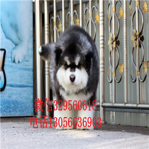  廊坊哪里有卖阿拉斯加十字脸巨型阿拉斯加幼犬巨型阿拉斯加长大多大灰色阿拉斯加