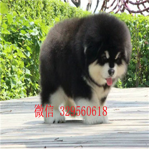 佛山阿拉斯加幼犬阿拉斯加狗场犬舍熊版阿拉斯