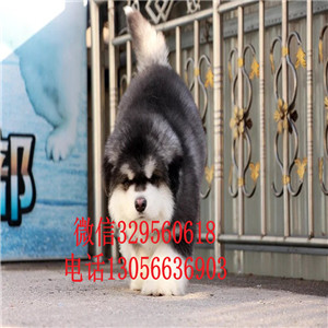  廊坊哪里有卖阿拉斯加十字脸巨型阿拉斯加幼犬巨型阿拉斯加长大多大灰色阿拉斯加
