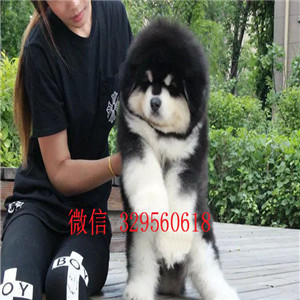   临汾巨型熊版阿拉斯加到哪里买熊版阿拉斯加大概多少钱一只