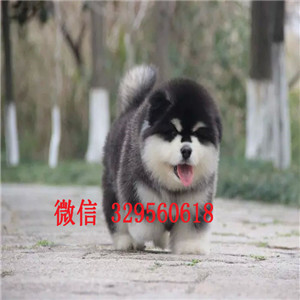  甘孜哪里出售阿拉斯加幼犬甘孜哪里能买到健康的阿拉斯加狗狗甘孜纯种阿拉斯加