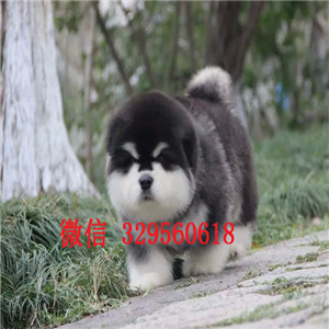  汕头出售十字脸大骨骼阿拉期加幼犬，纯种大骨骼桃脸精品阿拉期加，灰色红色阿拉期加