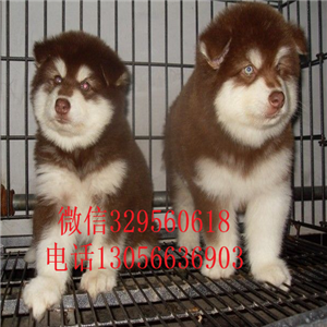  日照哪里有卖阿拉斯加阿拉斯加图片阿拉斯加雪橇犬红色阿拉斯加犬