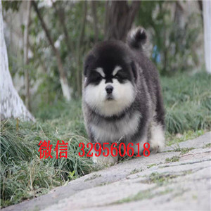  汕头出售十字脸大骨骼阿拉期加幼犬，纯种大骨骼桃脸精品阿拉期加，灰色红色阿拉期加