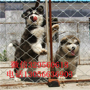  牡丹江哪里有卖阿拉斯加大骨架大毛量 阿拉斯加幼犬巨型阿拉斯加长大多大黑色阿拉斯加犬
