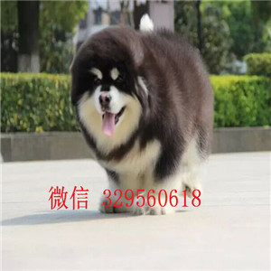  甘孜哪里出售阿拉斯加幼犬甘孜哪里能买到健康的阿拉斯加狗狗甘孜纯种阿拉斯加