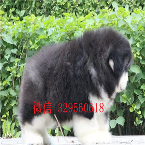 佛山阿拉斯加幼犬阿拉斯加狗场犬舍熊版阿拉斯加多少钱红色阿拉斯加犬